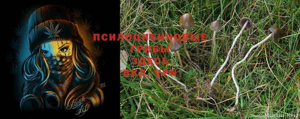 PSILOCYBIN Богородск